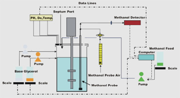 Schematic of Pichia pastoris